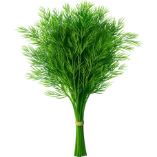 Fresh Dills 1 Bunch