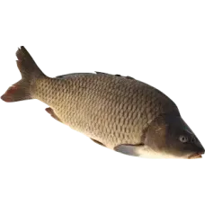 Frozen Gutted Carp kg (~1.8kg)