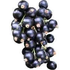 Fresh Blackcurrant ~250g pcs