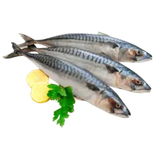 Negro - Frozen Mackerel / Macrou 300-500g/piece (~1.3kg)