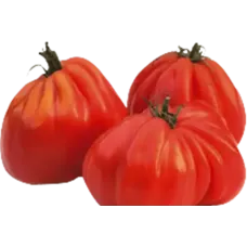Fresh Beef Heart Tomatoes kg